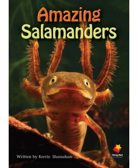 Amazing Salamanders