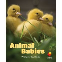Animal Babies