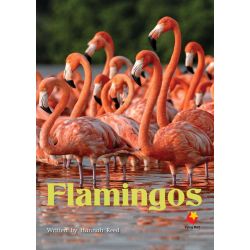 Flamingos